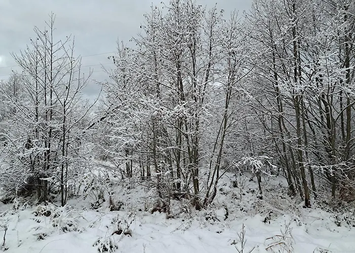 Morska Przystan 科帕利诺